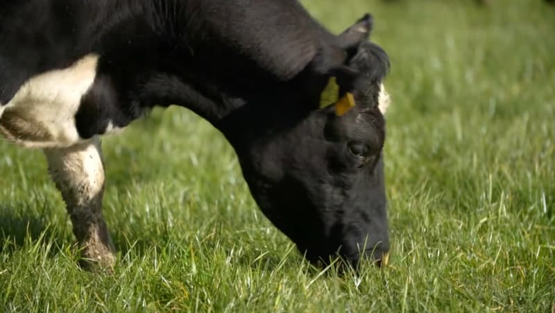 truth about organic 800