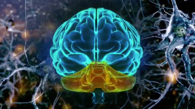 מוח גברי, מוח נשי